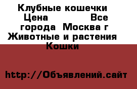 Клубные кошечки › Цена ­ 10 000 - Все города, Москва г. Животные и растения » Кошки   